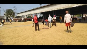 Early basmati varieties fetch record ₹4,000 per quintal in Haryana: A practical reader guide