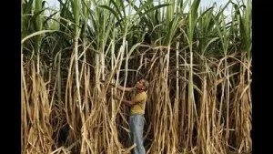 Sugar mills in Maharashtra are resisting the Centre’s push for an early start to the 2026-27 sugarcane