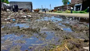 Four dairy owners from the Haibowal Dairy Complex have been booked for disposing of cow dung