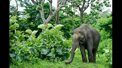 It seeks to provide a regional framework to address human-elephant conflict across the four states