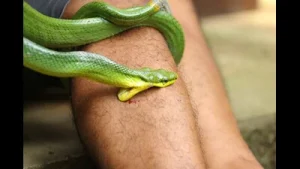 A class one student was reportedly bitten by a venomous snake inside a South Kolkata school on Monday
