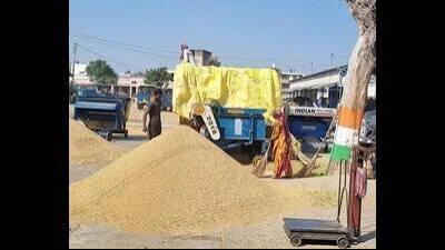 Farmers' body alleges non-basmati area shrinking despite more: A practical reader guide