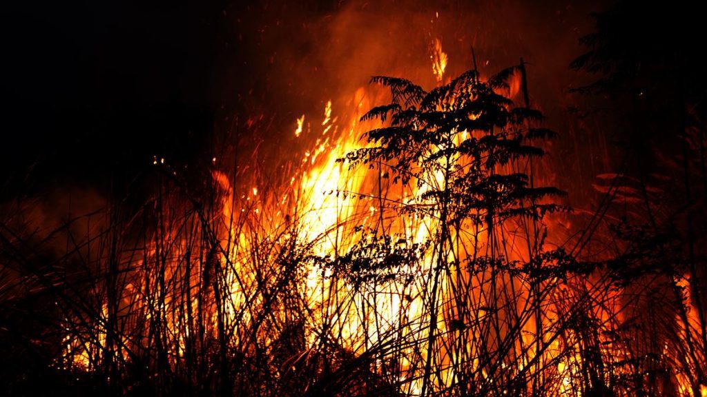 Forest fires killed 12 people and injured dozens in northeastern: A practical reader guide