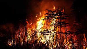 Forest fires killed 12 people and injured dozens in northeastern: A practical reader guide