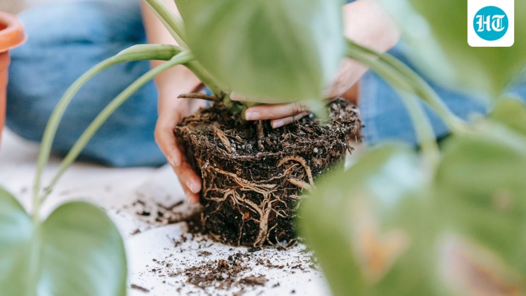 Did you realise something as ordinary as repotting a house plant could expose your hands to bacteria?