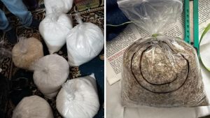 The Narcotics Control Bureau (NCB), in coordination with the State police authorities, has disrupted