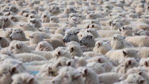 But thanks to an app helping herders navigate the risks that climate: A practical reader guide