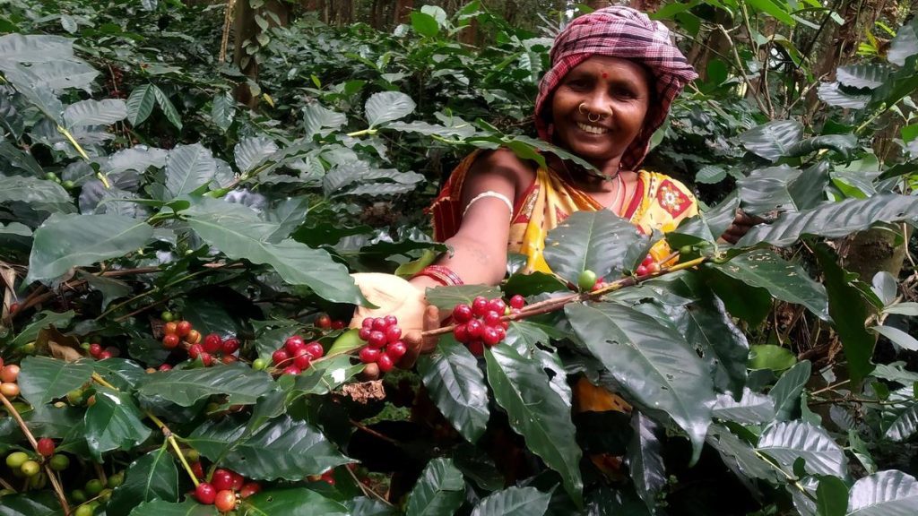Today, it is especially heartening to see Koraput coffee telling: A practical reader guide