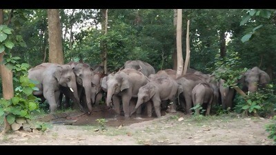 Dudhwa, WWF to radio-collar migratory wild elephants — Man-animal: A practical reader guide