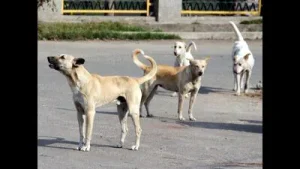 Stray dog mauls 2-year-old boy in Ferozepur Cantt: A practical reader guide