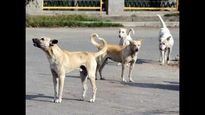 Stray dog mauls 2-year-old boy in Ferozepur Cantt: A practical reader guide