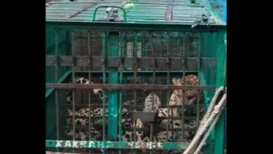 : The forest department trapped an adult male leopard within 24 hours: A practical reader guide