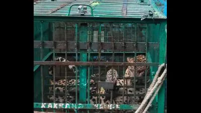 : The forest department trapped an adult male leopard within 24 hours: A practical reader guide