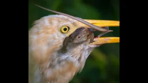 Wildbuzz | The eyes of life and death: A practical reader guide