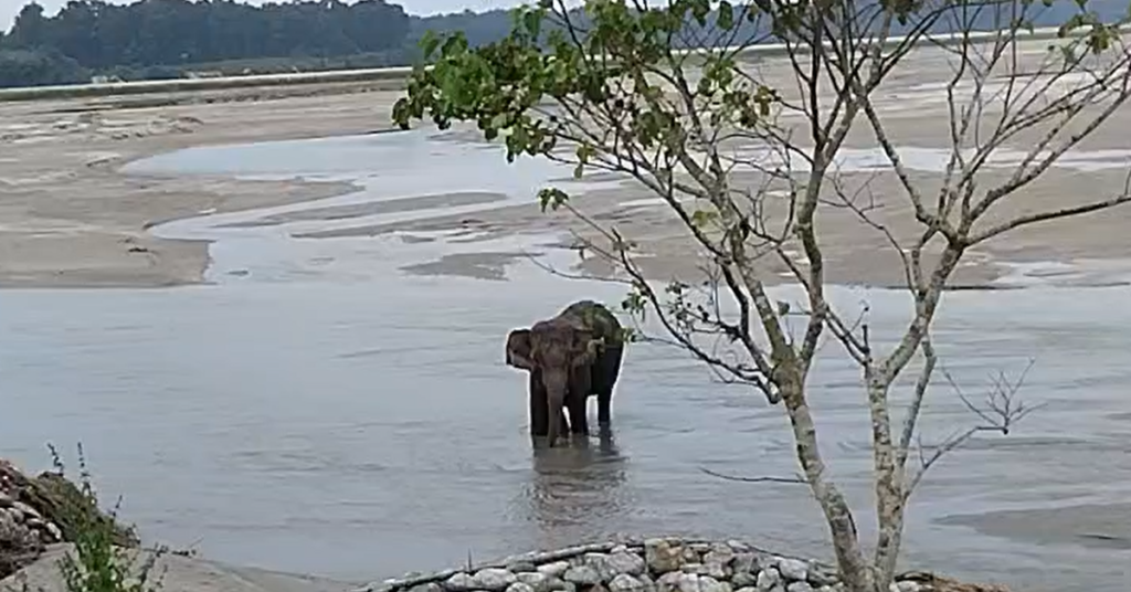 “An elephant calf is going downstream: A practical reader guide