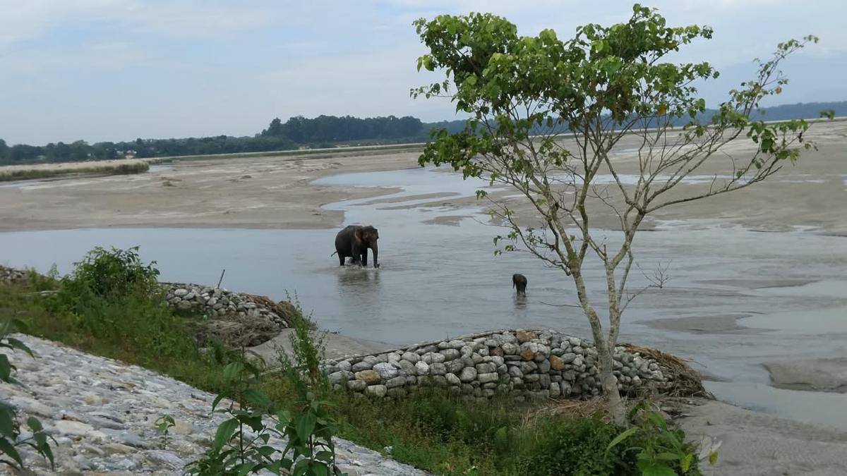 “An elephant calf is going downstream: A practical reader guide