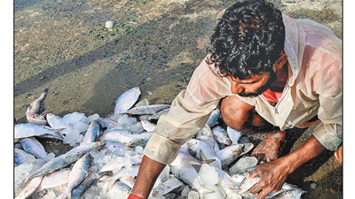 every year since 2019 a few thousand metric tonnes of the fish were: A practical reader guide