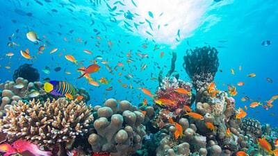 Overall, a 9.5% relative decline in hard coral cover has been: A practical reader guide