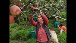Himachal apple arrivals down 44% amid climate concerns: Report: A practical reader guide