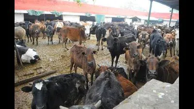 Mohali district alone has been granted 17 cow lifting machines: A practical reader guide
