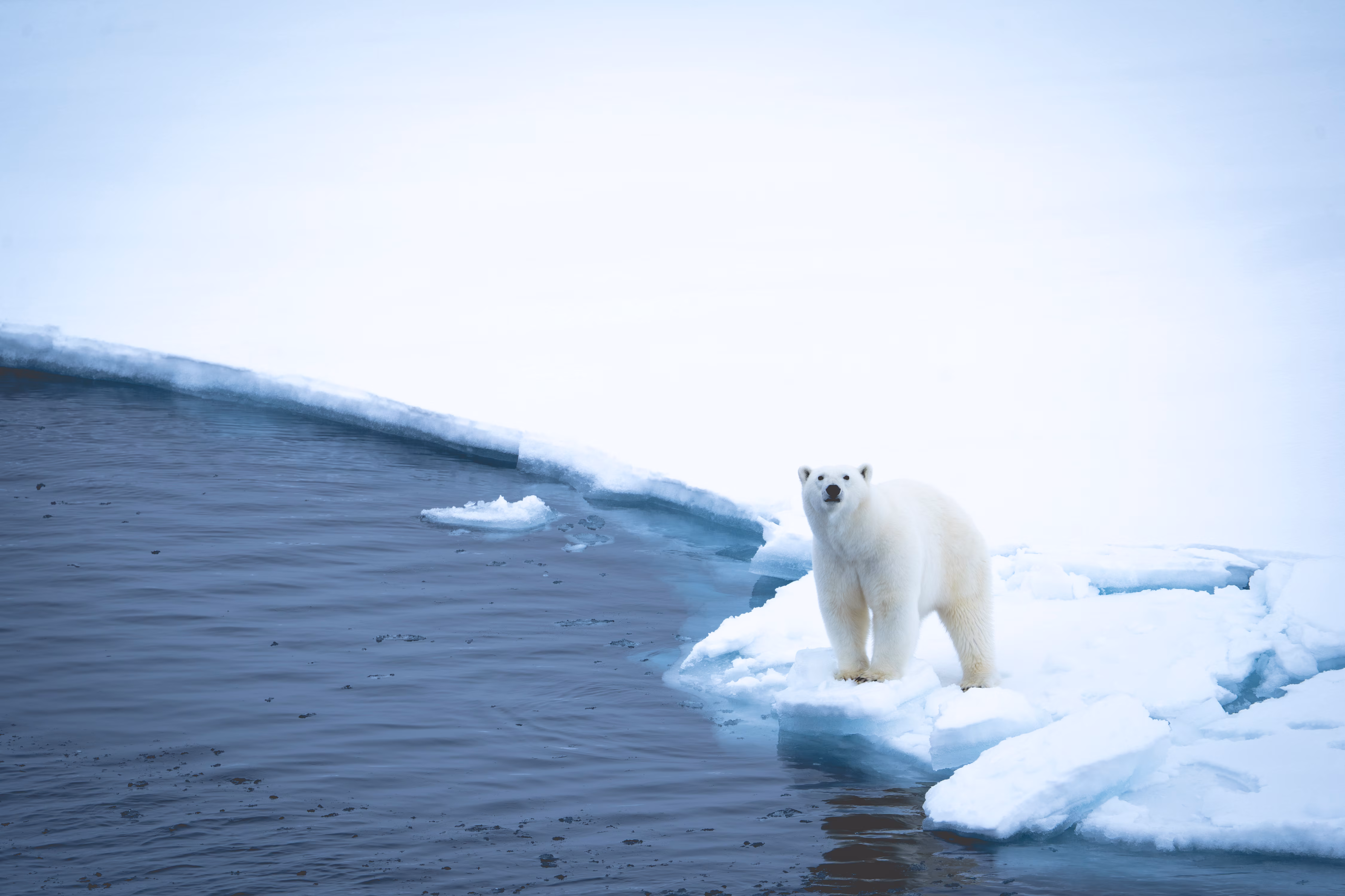 Luxury, sea ice, polar bears, journey to 90° North — Inside Bruised: A practical reader guide