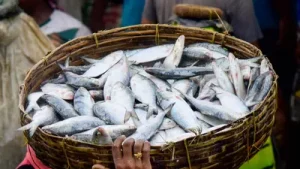 'Don't eat, buy or sell fish caught in Nepal floodwaters': Bihar: A practical reader guide