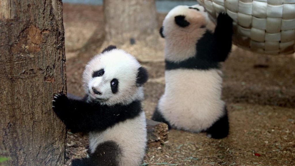 Beijing had reclaimed four pandas from Atlanta in 2024, the last: A practical reader guide