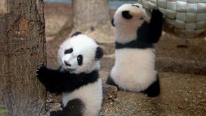 Beijing had reclaimed four pandas from Atlanta in 2024, the last: A practical reader guide