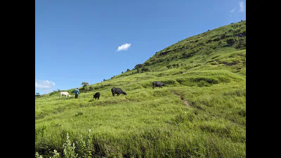 Destroyed grasslands may never fully return to their original: A practical reader guide