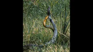 Wildbuzz | The beauty of snake battles: A practical reader guide