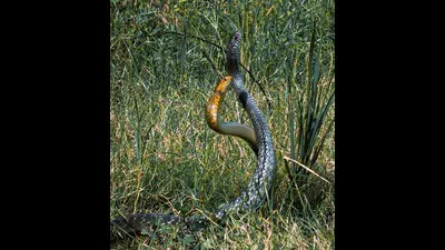 Wildbuzz | The beauty of snake battles: A practical reader guide