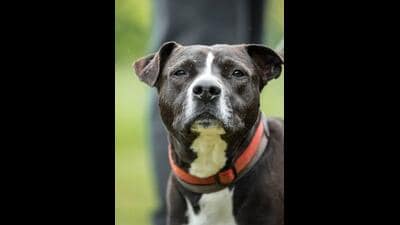 7-month-old stable after pitbull attack in Sonipat: A practical reader guide