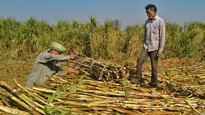 Lucrative SAP but sugarcane acreage declining in Haryana: A practical reader guide