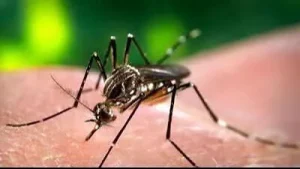 Dengue cases in the city have dropped sharply this year: A practical reader guide