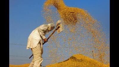 With the Punjab government poised to open 1,832 mandis for paddy: A practical reader guide