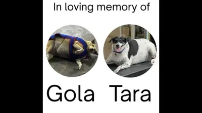 Two popular contenders in Delhi’s viral “Fat Dog Competition” have: A practical reader guide