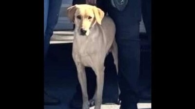 Miami Gardens Police have launched a huge search for a missing K-9: A practical reader guide