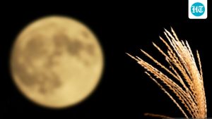 What day is the Harvest Moon in the US? Know the timings: A practical reader guide