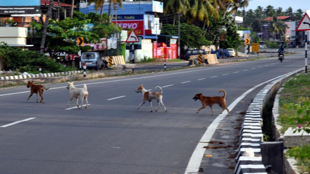 NHAI seeks modification of SC order directing it remove strays: A practical reader guide