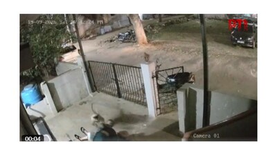 91-year-old woman dies after monkey attack outside home: A practical reader guide