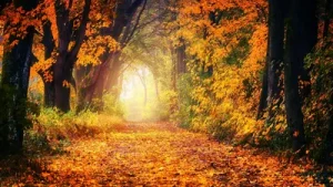 Astrological insights for each zodiac sign — Autumn Equinox 2026: A practical reader guide