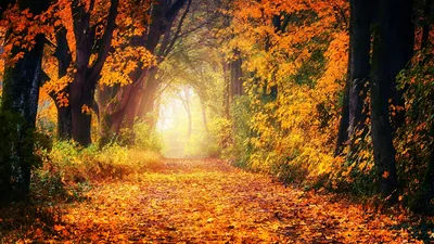 Astrological insights for each zodiac sign — Autumn Equinox 2026: A practical reader guide