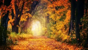 The autumn equinox has arrived, bringing the official start of fall: A practical reader guide