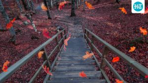 Cleveland Clinic notes that feeling a little down as summer ends can: A practical reader guide