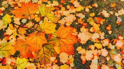 But if you search for the exact date, you may find both September 22: A practical reader guide