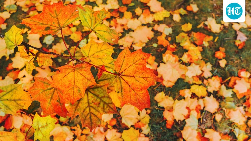 Sadhguru has spoken about the equinox as a moment when masculine: A practical reader guide