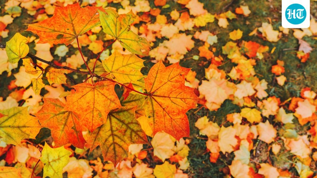 The autumn equinox has a traditional name. Know what an astrologer: A practical reader guide