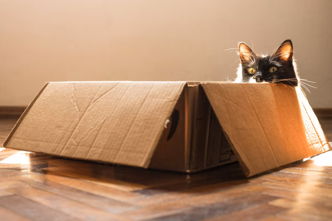 Why do cats prefer cardboard boxes over expensive beds? — Everyday: A practical reader guide