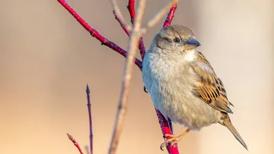 In 1851,16 house sparrows were released in Brooklyn, reportedly: A practical reader guide