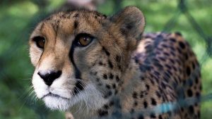 Madhya Pradesh Chief Minister Mohan Yadav released two cheetahs: A practical reader guide